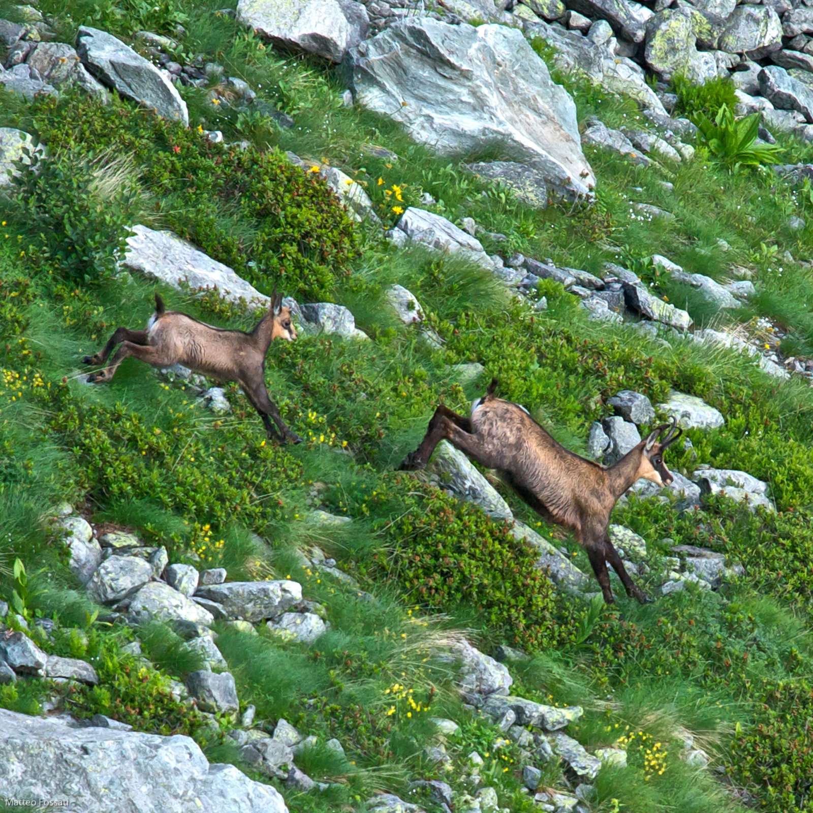 0002-camosci - Camosci sulle Alpi Liguri