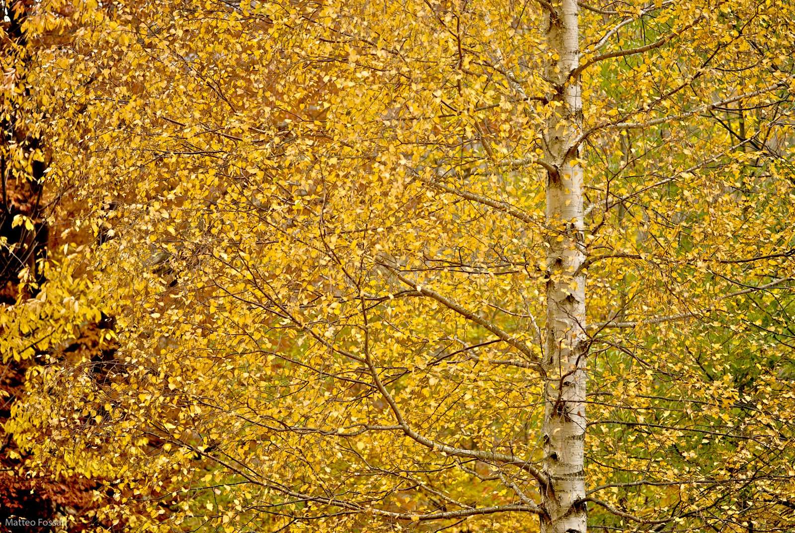 AL026 - Betulla in autunno
