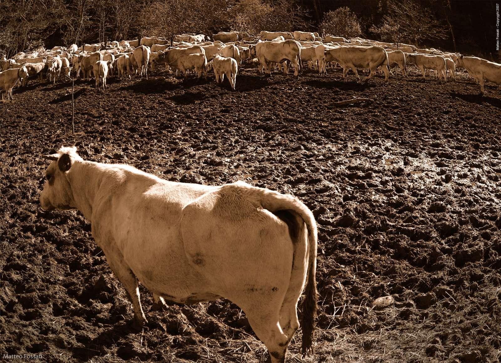 AL076 - Mucche durante la transumanza