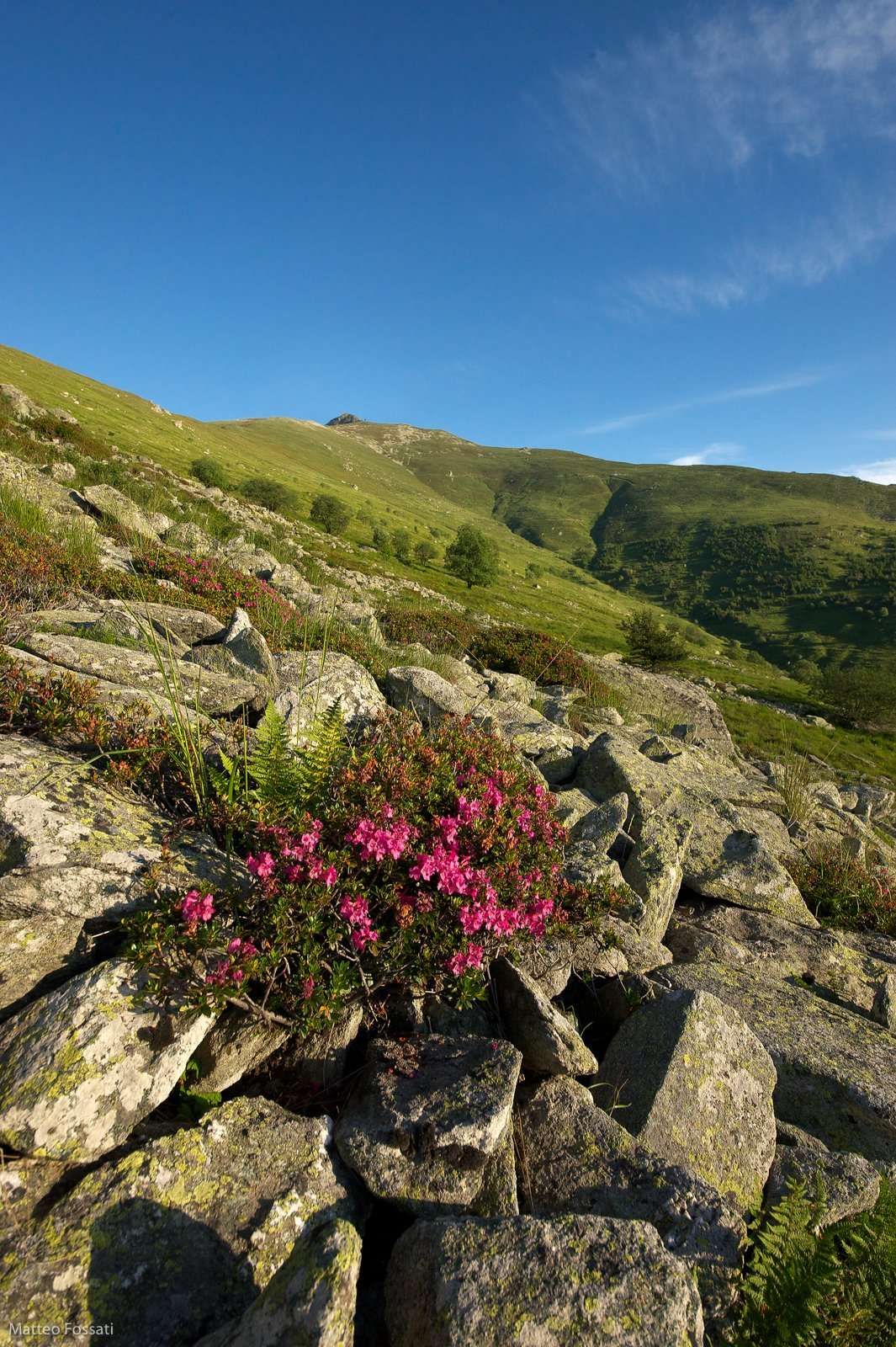 AL145 - Rododendro sotto il Pizzo di Ormea