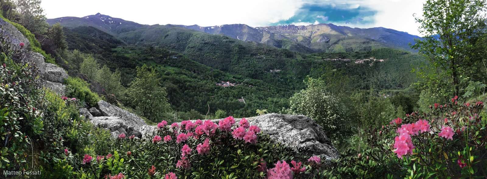 AL163 - a - Rododendri sulle Alpi Liguri