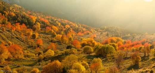 Foliage in Alta Val Tanaro