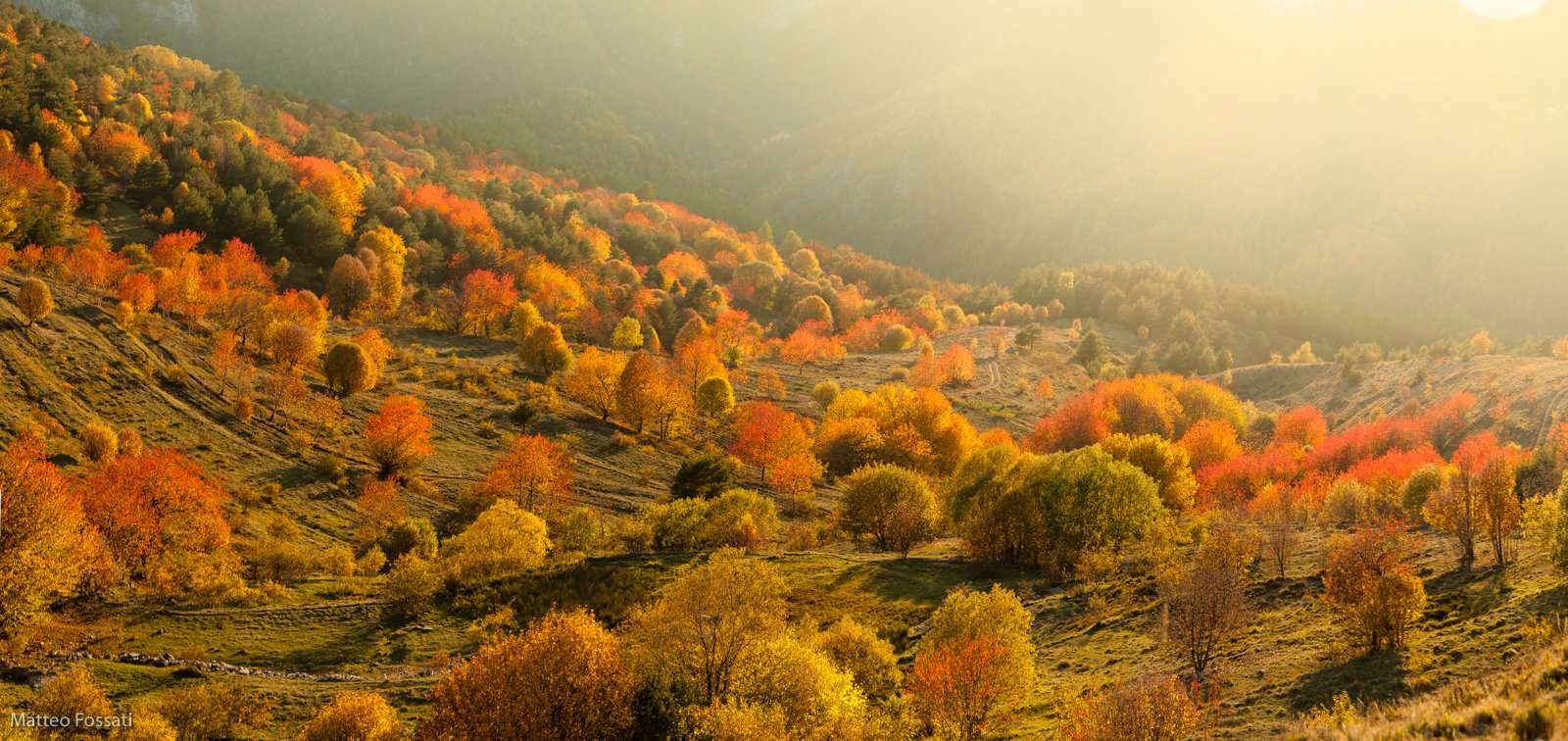 AL242 - Foliage in Alta Val Tanaro