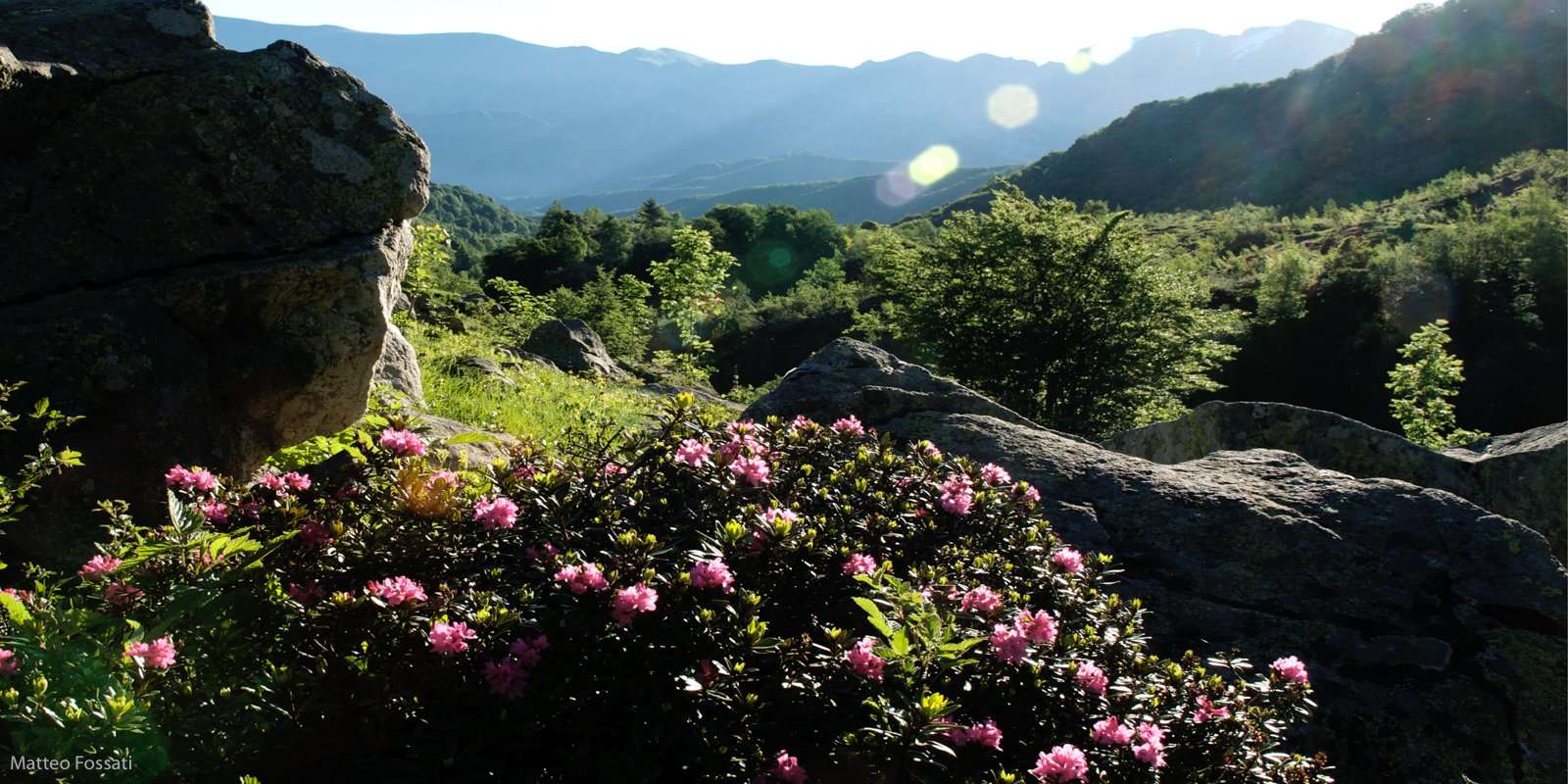 LP041 - Rododendri a Limonetto