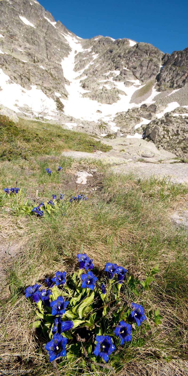LP060 - Genzianella di Rocca dell'Abisso