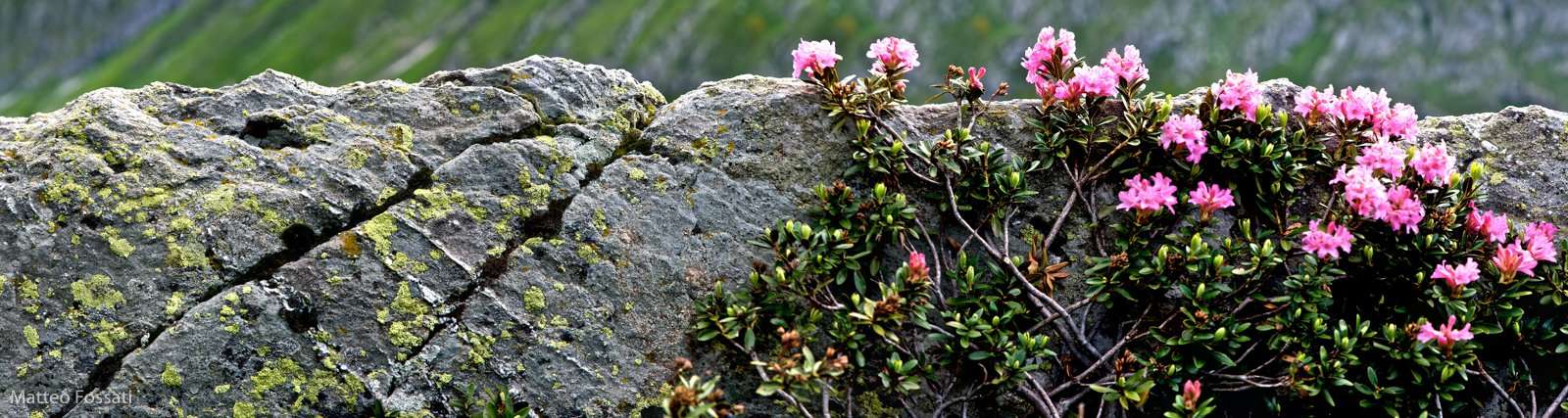 LP070 - Rododendri