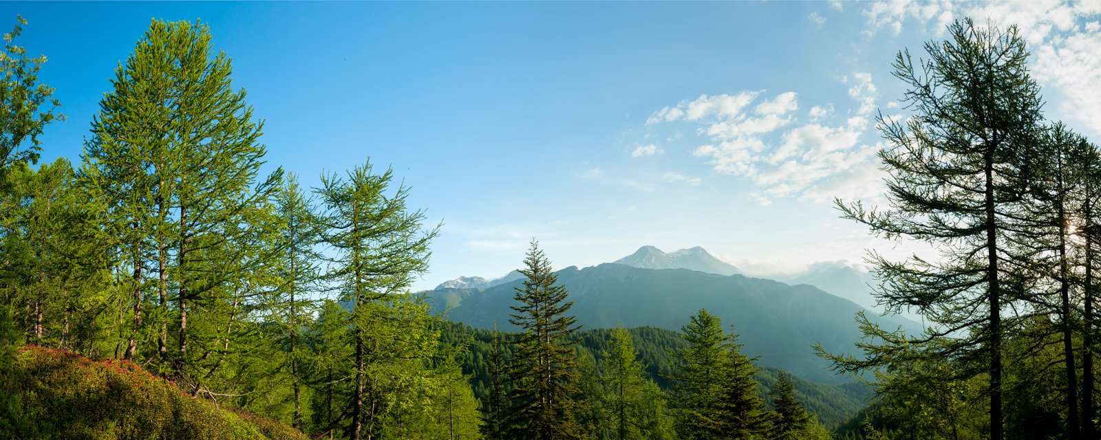 AL250 Il Bosco delle Navette
