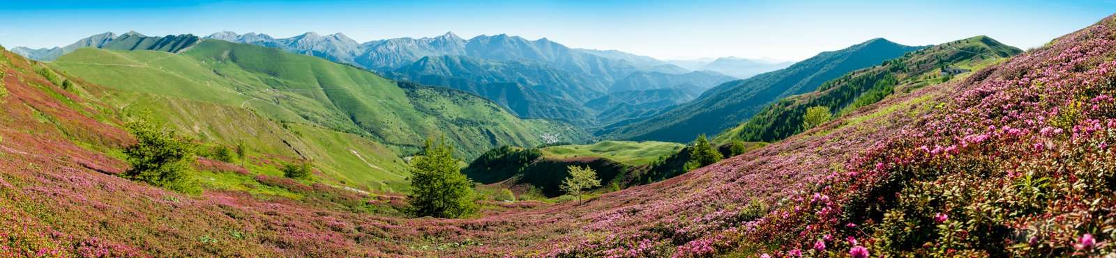 AL275 Alpi Liguri rododendri